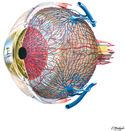 Eyeball: Vascular Supply