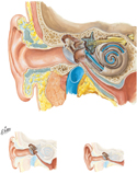Ear: Course of Sound in Cochlea