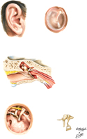 External and Middle Ear
