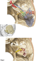 Auditory and Vestibular Structures in Cranial Base