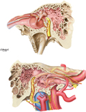Tympanic Cavity