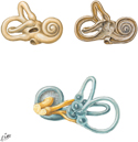 Inner Ear: Bony and Membranous Labyrinths