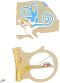 Inner Ear: Schema and Section Through Cochlea