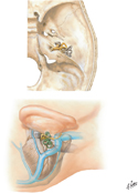 Inner Ear: Position in Cranium