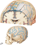 Meninges, and Diploic and Emissary Veins