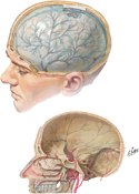 Meningeal Arteries