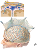 Meninges and Superficial Cerebral Veins