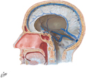 Dural Venous Sinuses: Sagittal Section
