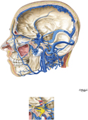 Cavernous Sinus: Tributaries, Relationships and Content