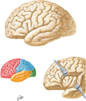 Brain: Lateral Views