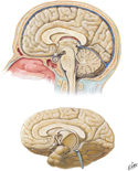 Brain: Median Sections