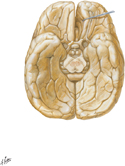 Brain: Inferior View