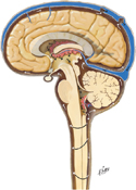 Circulation of Cerebrospinal Fluid