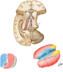 Thalamus and Related Structures