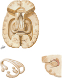 Hippocampus and Fornix