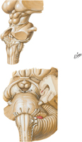 Brainstem