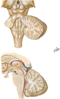 Ventricles and Cerebellum