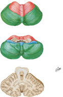Cerebellum