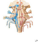 Cranial Nerve Nuclei: Schema (Posterior View)