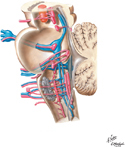 Cranial Nerve Nuclei: Schema (Medial View)
