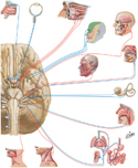 Cranial Nerves: Motor and Sensory Fiber Schema