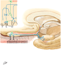 Olfactory Nerve (CN I) and Olfactory Pathways: Schema