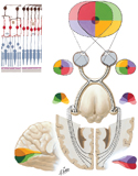 Optic Nerve (CN II) and Visual Pathway: Schema