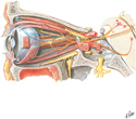 Oculomotor (CN III), Trochlear (CN IV), and Abducens (CN VI) Nerves: Schema
