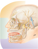 Trigeminal Nerve (CN V): Schema