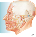 Facial Nerve (CN VII): Schema