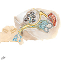 Vestibulocochlear Nerve (CN VIII): Schema