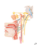 Glossopharyngeal Nerve (CN IX): Schema