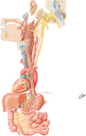 Vagus Nerve (CN X): Schema