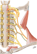 Accessory Nerve (CN XI): Schema