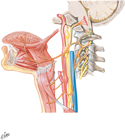 Hypoglossal Nerve (CN XII): Schema