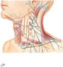 Cervical Plexus: Schema