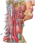 Autonomic Nerves in Neck