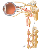 Ciliary Ganglion: Schema