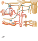 Pterygopalatine and Submandibular Ganglia: Schema
