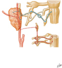 Otic Ganglion: Schema