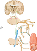 Gustatory (Taste) Pathways: Schema
