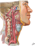 Arteries to Brain and Meninges