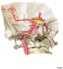 Internal Carotid Artery