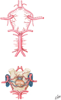 Cerebral Arterial Circle (of Willis)