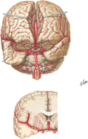 Arteries of Brain: Anterior View and Coronal Section