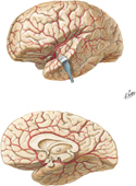 Arteries of Brain: Lateral View and Median Section