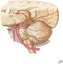 Arteries of Brain: Vertebral and Basilar Arteries