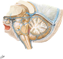 Veins of Posterior Cranial Fossa