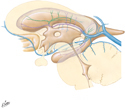 Deep Cerebral Veins: Schema