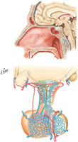 Hypophysis and Hypophysial Vasculature